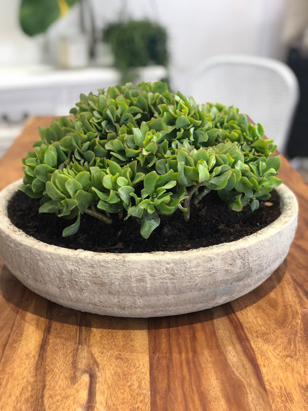 Bowl Textured chalk